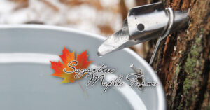 Sugartree Maple Farm, sap dripping into a bucket